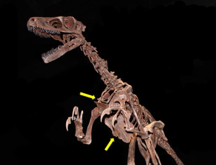 A bird-like dinosaur showing the furcula (upper arrow) and enlarged sternum (lower arrow) also seen in modern birds