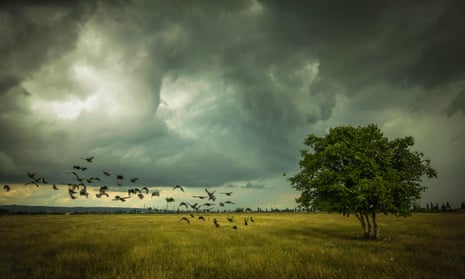 Birds are the animat­ing spirits of Franzen’s collection. Photograph: Alamy