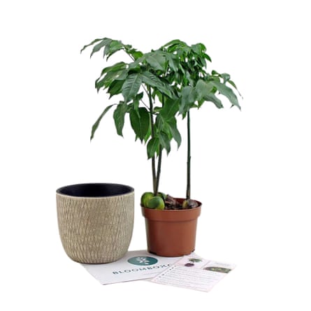 Bloombox Club Plant Subscription Box