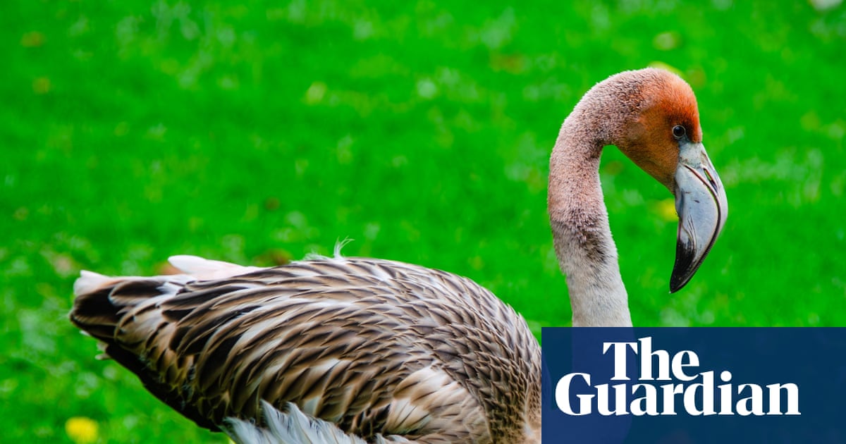 Frankie the flamingo missing after escaping from wildlife sanctuary in Cornwall