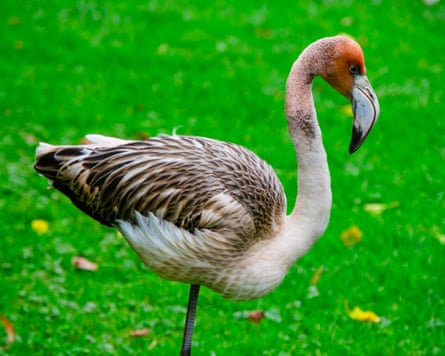 Flamingo against background of green grass