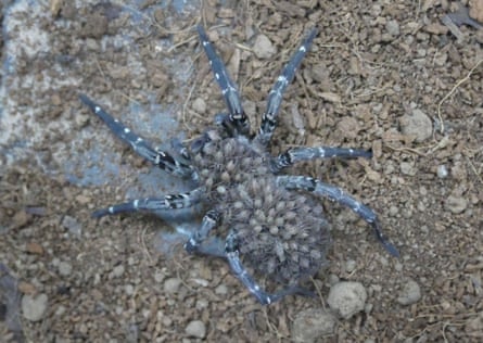 An adult female Desertas wolf spider with young on her back.