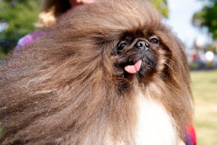 Wild Thang, a seven-year-old pekingese, has competed in the world’s ugliest dog contest four times.