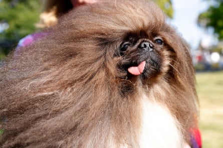 Wild Thang, a 7-year-old pekingese, has competed in the World’s Ugliest Dog contest four times.