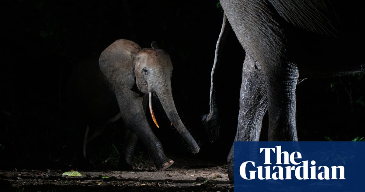 The secret life of the Congo rainforest in pictures