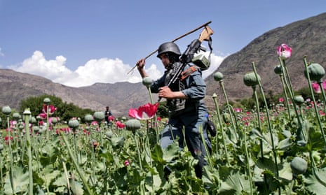 An Afghan policeman destroys an opium poppy field in Noorgal, Kunar province, Afghanistan