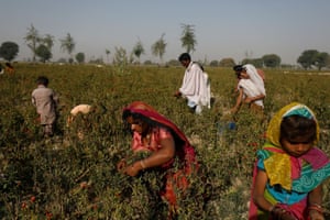 A family harvests red chilli peppers in Kunri, Pakistan