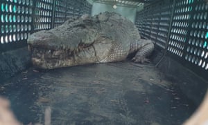 Um crocodilo de quase 4 metros que tem “perseguido” animais e pessoas em Queensland, na Austrália, há quase um mês, foi capturado por oficiais da vida selvagem.