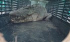 ‘Herbie’ the dangerous 4-metre crocodile captured by Queensland wildlife officers