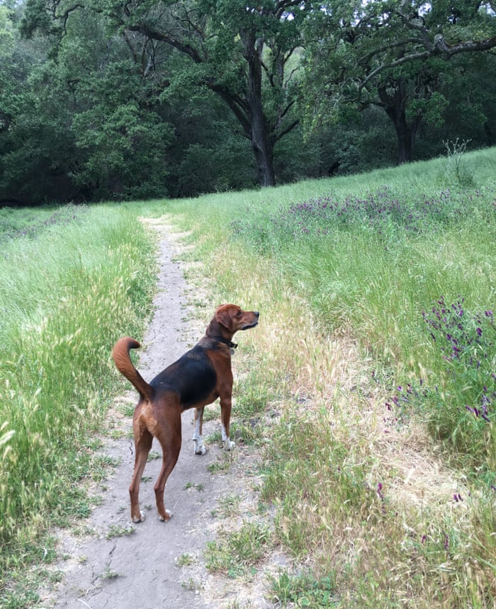 Dog Poop Bags Are A Menace But What S The Green Alternative