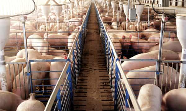 Pigs are seen in a factory farm December 2003 in northern Missouri.