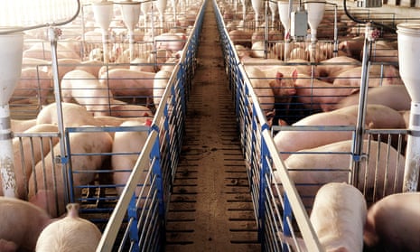 Pigs are seen in a factory farm