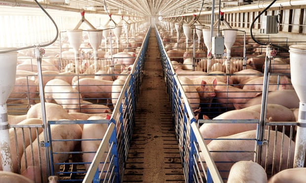 Pigs are seen in a factory farm in northern Missouri. The pigs are never let out from their confined spaces until they are taken to slaughter.