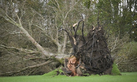 An uprooted tree at a roundabout near Brehal, northwestern France.