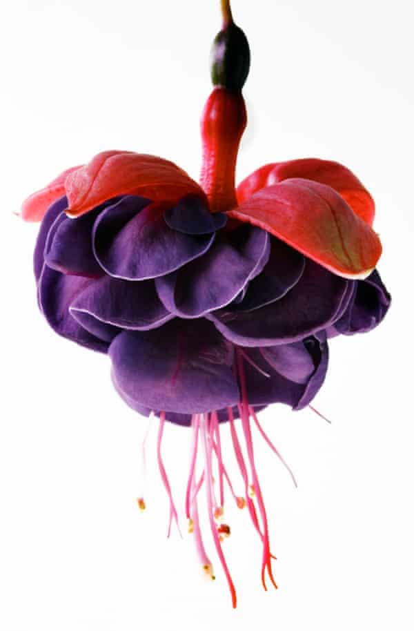 Purple patch: fuchsia