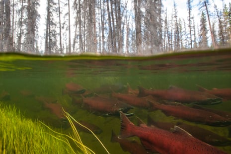 The Yukon River’s once vital salmon runs have declined