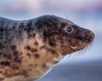 Headshot in profile of a grey seal pup.