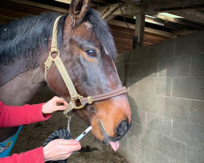 Country diary: A saliva test for George the pony, and a rethink on worm control | Kate Blincoe