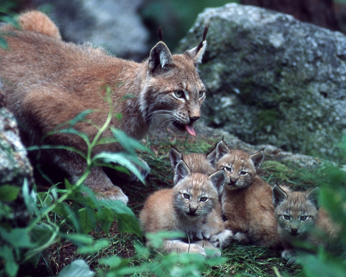Specieswatch: push to reintroduce lynx into UK gathers momentum | Wildlife | The Guardian