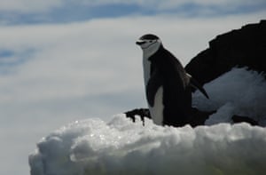 A chinstrap penguin