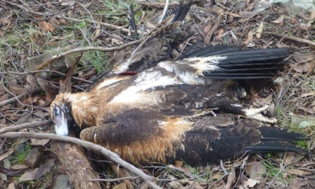 The remains of a wedge-tailed eagle found in Yea in central Victoria.