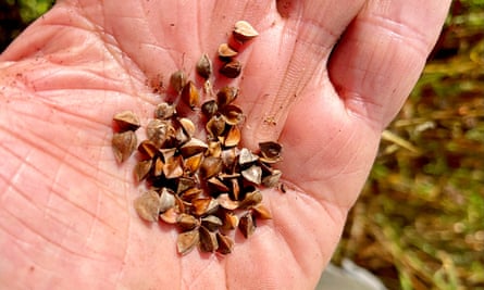 A handful of unhulled buckwheat seeds.