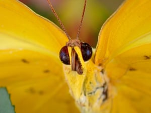 A closeup view of a butterfly’s face is seen through macro lens in Tropical Butterfly Garden in Konya, Turkey
