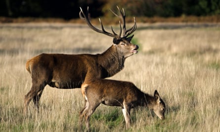 Rusa jantan dan rusa muda di Richmond Park, London