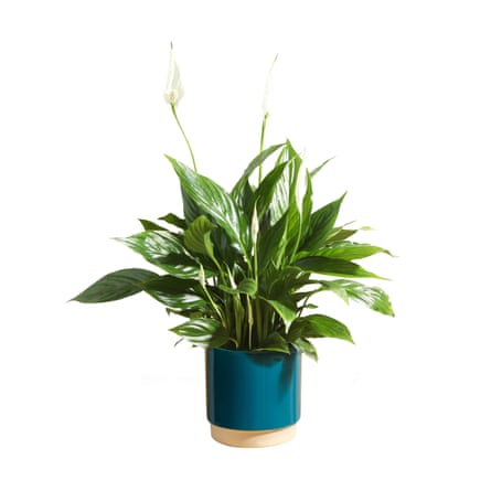 Bloom & Wild - The Peace Lily £29 (4)