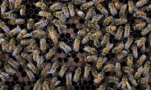 bees