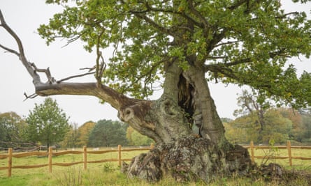 Ancient oak tree in a grassy field