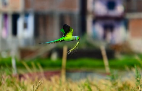 Comida rápida: Um papagaio-de-colar voa com uma espiga de trigo na mão em Prayagraj, Índia.