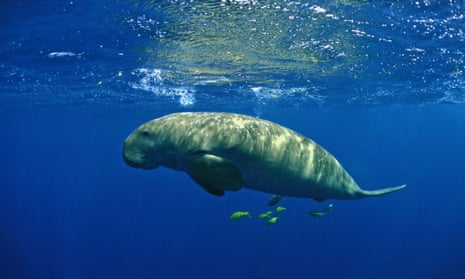 The dugong is now functionally extinct in China due to hunting and loss of habitat, according to the Zoological Society of London and Chinese Academy of Sciences.