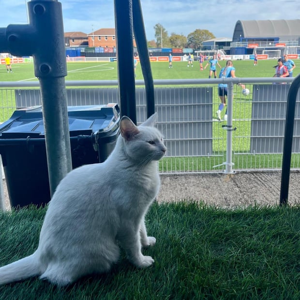A white cat sitting next to a football field