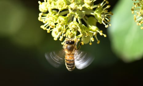 a honeybee lands on blooming ivy.
