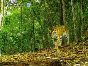 A critically endangered Sumatran tiger is captured by a camera traps in Lampung, Sumatra. The video confirms that these elusive big cats still roam the Batutegi Protection Forest. With fewer than 400 of these magnificent animals left in the wild, every sighting is scientifically significant
