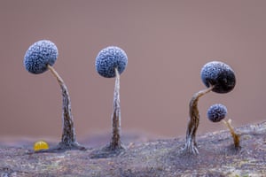 Four alien-like blobs with stems that look like trees in a fantasy landscape