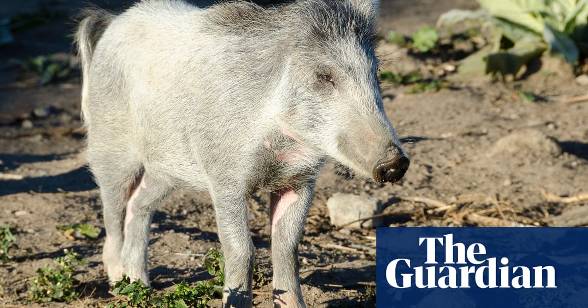 ‘It’s a murder scene’: wild pigs torment residents in New Zealand capital