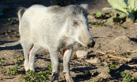 Captain Cooker Pig at Hinakura Station, Wairarapa, North Island, New Zealand.
