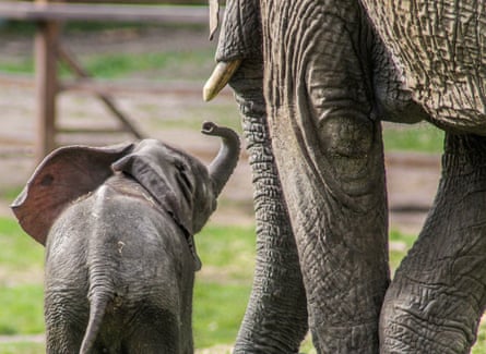 An adult and baby elephant at Howletts Wild Animal Park