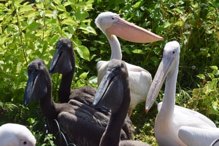 Resident pelicans look after their chicks in St James’s Park.