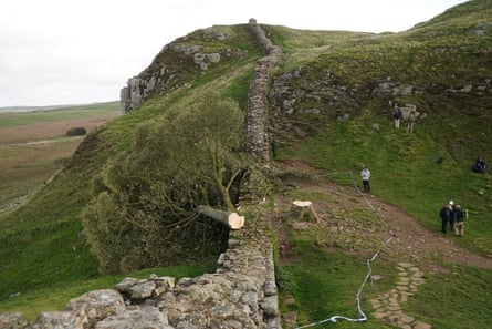 The felled Sycamore Gap tree, on Hadrian’s Wall in Northumberland.