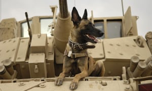 US air force military working dog Jackson sits on a Bradley fighting vehicle before heading out on a mission in Iraq.