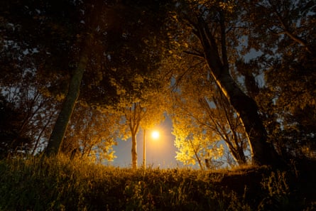 A streetlight next to a copse of trees