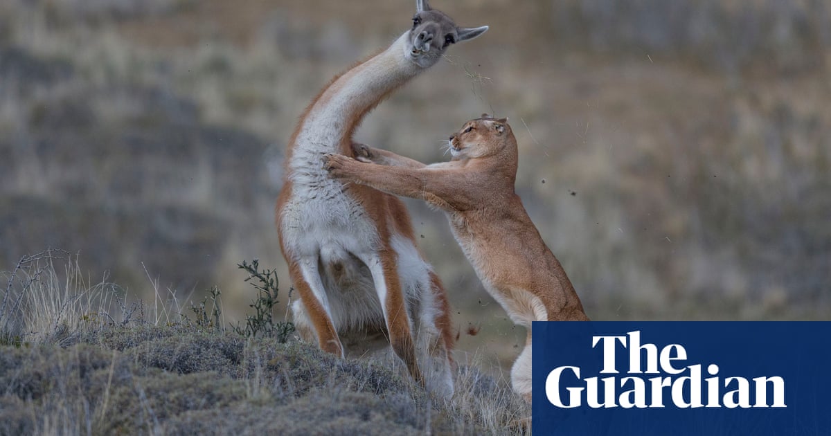 Wildlife photographer of the year 2019 winners – in pictures | Environment  | The Guardian