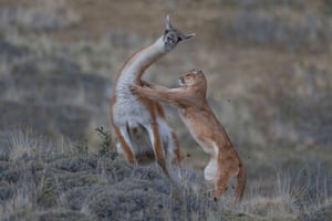 Vencedor conjunto do comportamento dos mamíferos: The Equal Match de Ingo Arndt, Alemanha (foto tirada na Patagônia, Chile)