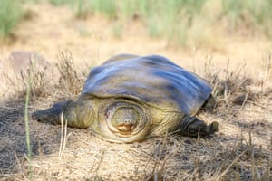 Uma tartaruga softshell do Eufrates (Rafetus euphraticus) em Diyarbakır, Turquia. A tartaruga, que está em perigo de extinção, foi encontrada exausta no terreno onde ficou encalhada. Pesa 12,5kg e foi devolvido à natureza nas margens do rio Tigre após exames de saúde
