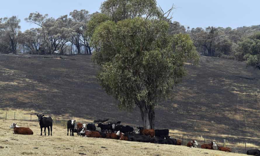 A farm in southern New South Wales