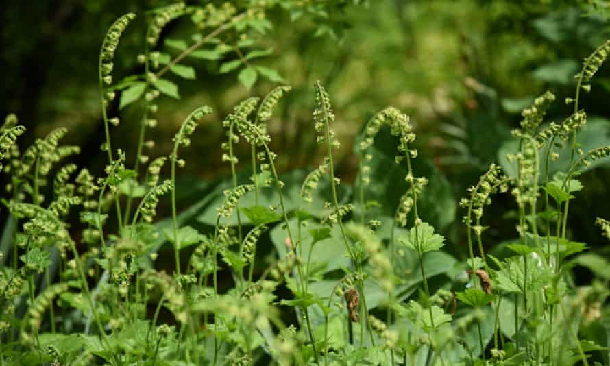 Tellima Grandiflora