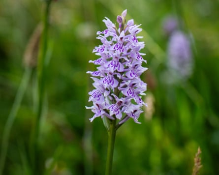 Close up photo of a lilac and purple southern marsh orchid in the meadow